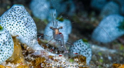 Front or back by Carsten Schroeder 